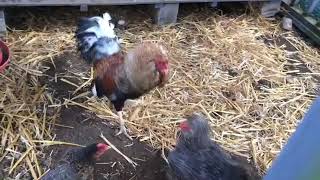 Gamefowl trying to breakup hen fight.