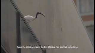 Bin Chicken spots something