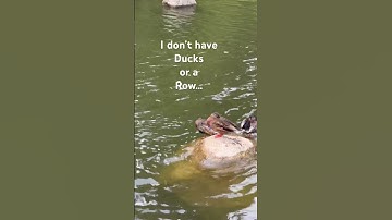 Do you have your ducks in a row? 😂 #fun #summer #funny #jokes #nature #humor #viral #viralshort
