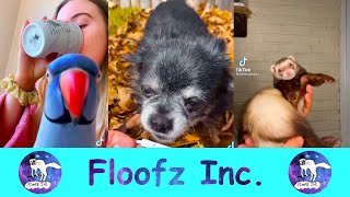 The Funniest Animal TikToks! by Floofz Inc. 70 views 2 years ago 7 minutes, 55 seconds