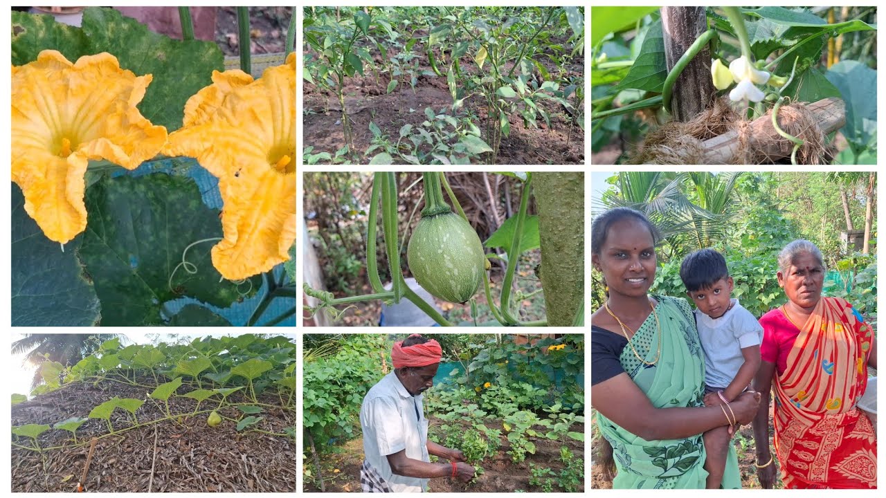 எங்க வீட்டு தோட்டத்தில் காய்த்த காய்கறிகள் /Gramathu Marumagal Priya 