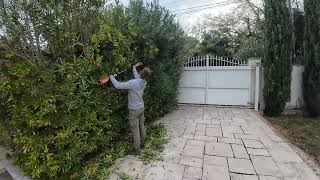 “Les branches risquent de toucher le fil électrique !" Remise en état du jardin