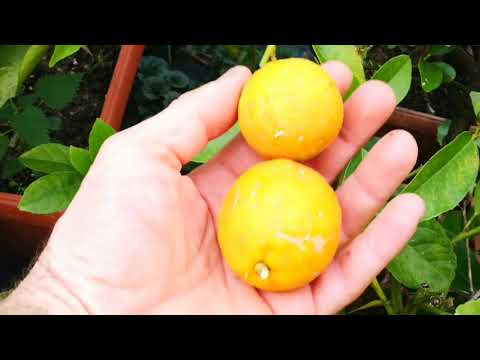 Wideo: Jaki Jest Pożytek Z Owoców Cytrusowych
