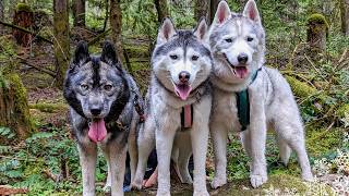 My Husky Takes on the Forest in CANADA! Will We Find a Waterfall?