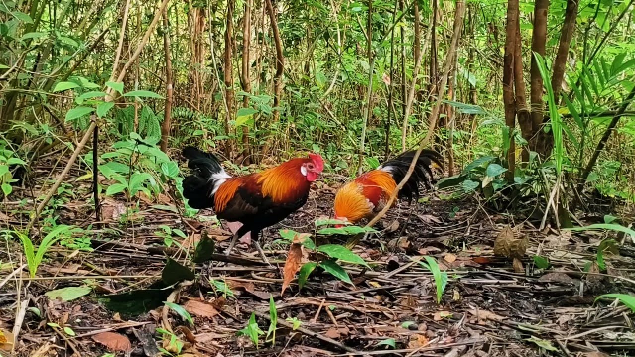 Mikat ayam hutan di datangi pasukan kurawa