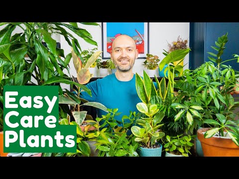 Video: Těžko zabíjet pokojové rostliny – zjistěte více o rostlinách s nízkou údržbou v interiéru