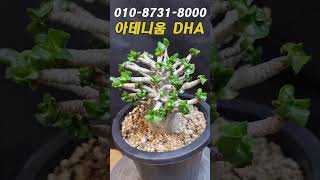 아데니움 DHA
