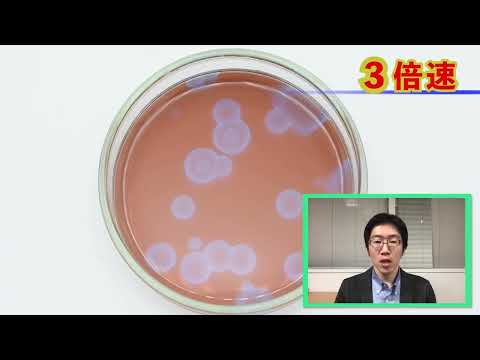 Interview with Shun Hayashi, Department of Science and Engineering, National Museum of Nature and...