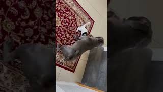 Staffordshire Bullterrier And Jack Russell Terrier At Play