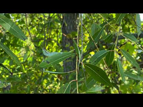 Video: Peachleaf Willow Tree: Saznajte više o vrbama Peachleaf u krajoliku