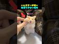 ハムスターが唯一 我慢できない場所
