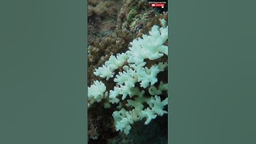 What is Coral Bleaching? #biologyexams4u