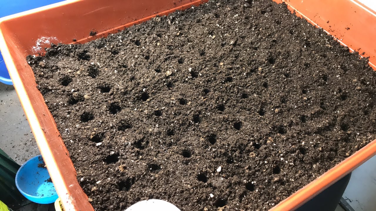 Day 15 Starting a Bountiful Harvest Grow Box YouTube