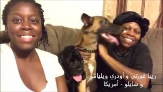 EGYPTIAN BALADI DOG - كلب بلدي مصري