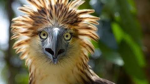 Gene Editing Could Save Endangered Species