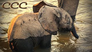 🐘 Cute Baby Elephants Playing in Water 💧💦