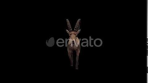Ibex Run Front View | Motion Graphics - Envato elements