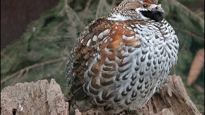 Haselhuhn Ruf (Tetrastes bonasia)