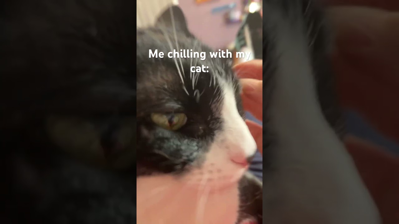 Bald ass cat 😭💔 