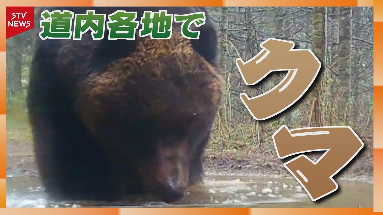 鱒子熊 A giant bear, estimated to weigh 300 kg, was seen rubbing its back