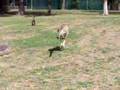 cangaroo