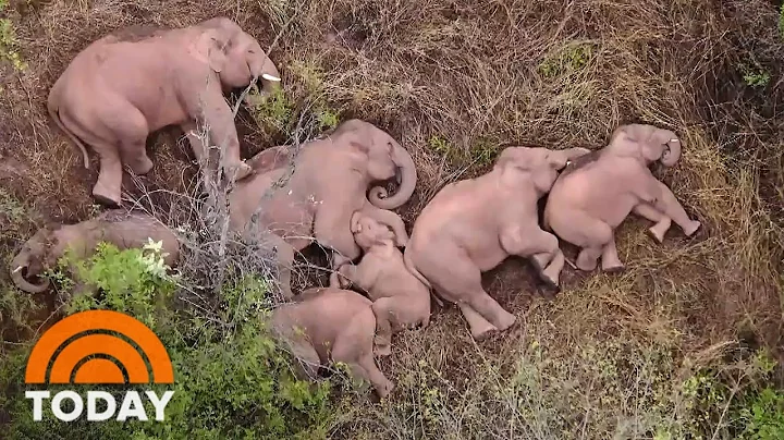 Wild Elephant Herd Pauses To Nap During Mysterious Trek - DayDayNews