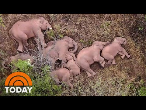 Wild Elephant Herd Pauses To Nap During Mysterious Trek