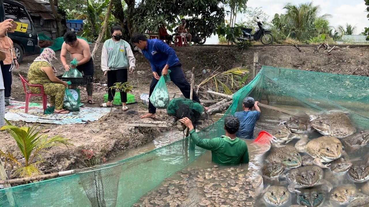Tận Dụng Cái Ao Bỏ Hoang, Chủ Nhà Thả Ếch Và Cá.Thu Về Hơn 50 Triệu Sau 70 Ngày