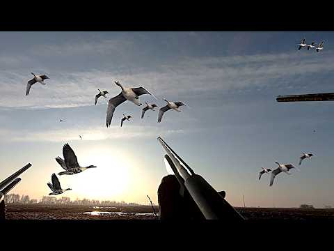 ТРУДОВАЯ ОХОТА НА ГУСЯ 2026 НА ВЕСЕННЕМ КОРМОВОМ ПОЛЕ! ГУСЯ МИЛЛИОНЫ И ЗАСАСЫВАЕТ ГРЯЗЬ ПРОСТО ЖЕСТЬ