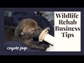 Wildlife Rehabilitation As A Business: AKA Love Doesn't Pay The Bills!