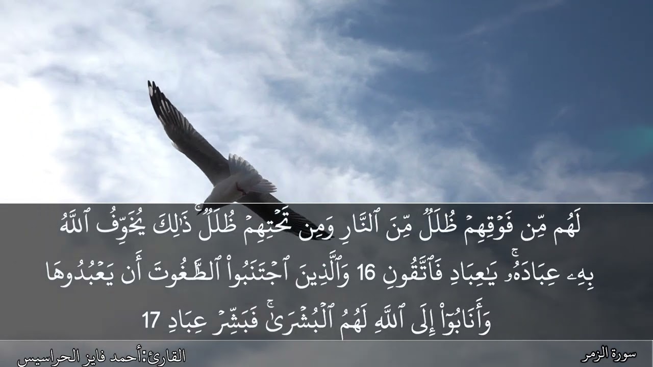 سورة الزمر كاملة مكتوبة ومسموعة بصوت القارئ احمد الحراسيس