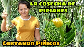 Cortando Piñicos y Piñuelas para comer, Ya se acerca la cosecha de PIPIANES.