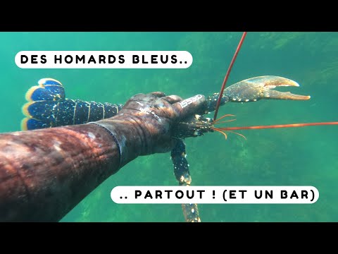 Des homards et un énorme bar ! Chasse sous marine Bretagne sud