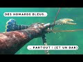 Des homards et un norme bar  chasse sous marine bretagne sud