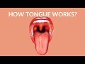 Understanding the Human Tongue