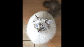 How big do Ragdoll cats get? by Ellie the Ragdoll 54,735 views 2 years ago 52 seconds
