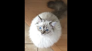 How big do Ragdoll cats get?