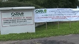 Agriculture / Bouaké : Le CNRA lutte pour l'autosuffisance alimentaire en Côte d'Ivoire