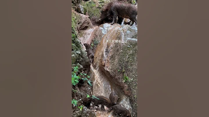 Amazing Wild Boar Walk in Mountain ⛰️ 🐗 #warthog #pig #boar #hog #viral #animal #wildboar #wildlife