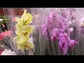 Завоз орхидей в Леруа и крупным планом-цимбидиумы!!! Леруа Мерлен Барнаул.