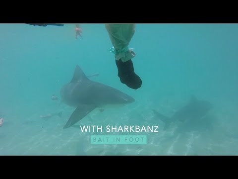 Sharkbanz : le bracelet anti-requins - Beachbrother Magazine