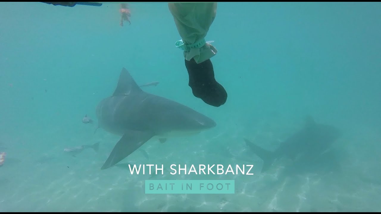 Sharkbanz - Research & Product Testing