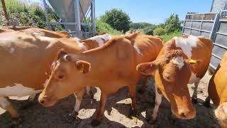 Guernsey Cows come in for milking