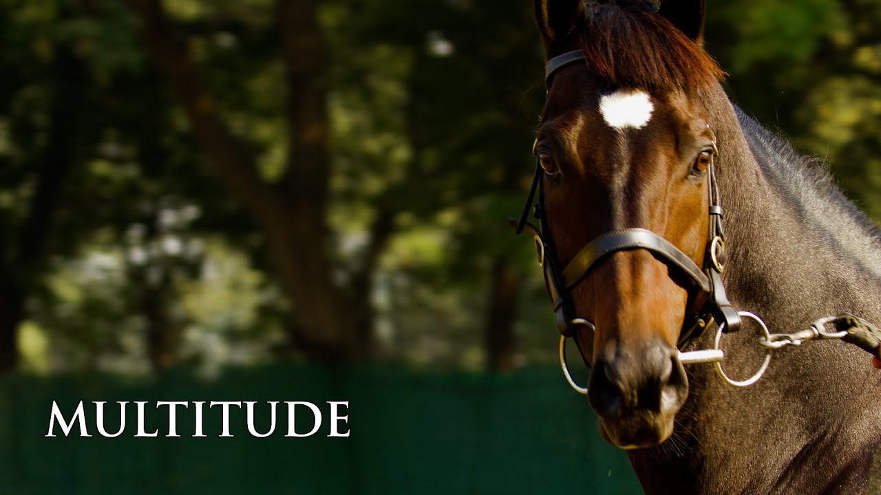 MULTITUDE | New Stallion at Usha