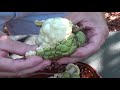 Tasting a Sugar Apple at Mark and Cindy's Food Forest