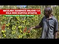 MKULIMA ANAEPATA MILIONI 1 5 KWA MWEZI KUPITIA KILIMO CHA NYANYA MKULIMA ANAEPATA MILIONI 1 5 KWA MWEZI KUPITIA KILIMO CHA NYANYA