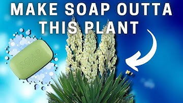🌿 Yucca: Make Soap, Rope, and More! A Wild Edible With Many Uses!
