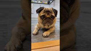 Can Pugs Wait? Dog Training w Pangpang the Pug #dogtraining #pugs #dogs #pugdog