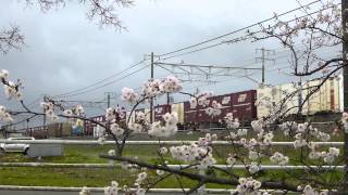 JR貨物 東海道本線 5070レ EF210-167号機(代) 2014.03.30