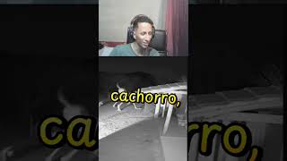 de onde saiu isso?? #memes #react #humor ##comedia #viralshort #fyp #foryou #vocesabia #engraçado